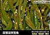 蒜蓉凉拌豆角的做法
