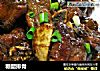 糖醋排骨的做法