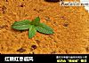 红糖红枣戚风的做法