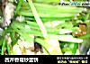 西芹香菇炒蛋饼的做法