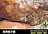 清蒸梭子蟹的做法