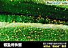 椒盐烤秋葵的做法