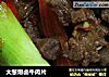 大葱爆卤牛肉片的做法