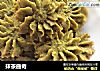 抹茶曲奇的做法