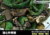 猪心炒青椒的做法