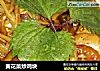 黄花菜炒鸡块的做法
