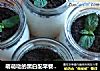 萌萌哒的黑白配早餐饮品【香蕉奶昔】的做法