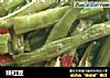 辣杠豆的做法