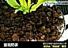 盆栽奶茶的做法