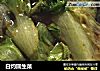 白灼圆生菜的做法