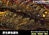 野生鲫鱼罐头的做法