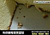 叫你做电饭煲蛋糕的做法