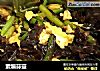 素煸蒜薹的做法