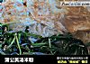 蒲公英汤米粉的做法