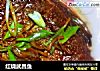 红烧武昌鱼的做法