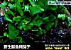 野生鲶鱼炖茄子的做法