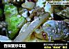 香辣蟹炒年糕的做法