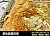 野生菌夏巴塔的做法