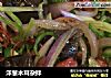 洋葱木耳杂拌的做法