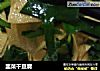 韭菜干豆腐的做法
