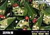 凉拌秋葵的做法
