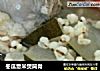 冬瓜薏米煲筒骨的做法