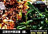 正宗兰州素凉面（面馆版）的做法
