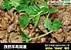孜然羊肉菜谱的做法