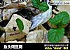 鱼头炖豆腐的做法