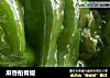 麻香拍青椒的做法