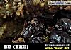 甑糕（家庭版）的做法