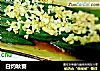 白灼秋葵的做法