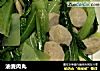 油麦肉丸的做法