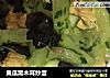 黄瓜黑木耳炒蛋的做法