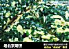 老北京煳饼的做法