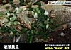 油葱黄鱼的做法