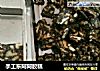 手工东阿阿胶糕的做法