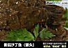 番茄沙丁鱼（罐头）的做法