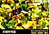 尖椒炒鸡蛋的做法