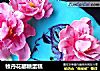 牧丹花翻糖蛋糕的做法