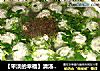【平淡的幸福】清汤鱼丸的做法