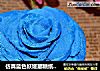 仿真蓝色妖姬翻糖纸杯蛋糕的做法