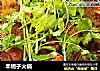 羊蝎子火锅的做法