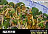 肉沫蒸秋葵的做法