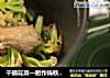 干锅花菜一厨作铸铁锅版的做法