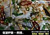 微波炉版---蒸鲳鳊鱼的做法