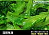 蒜蓉生菜的做法