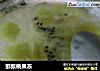 猕猴桃果冻的做法