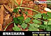 酱炖黄花菜武昌鱼的做法
