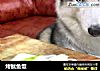 烤鱿鱼饭的做法